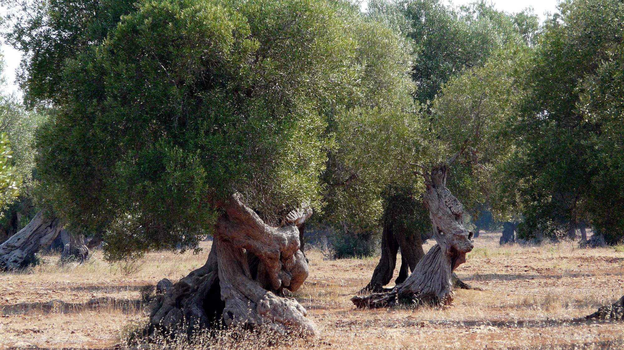 Century-old olive trees in Puglia with massive gnarled and hollowed trunks, standing in dry summer grass in an open grove