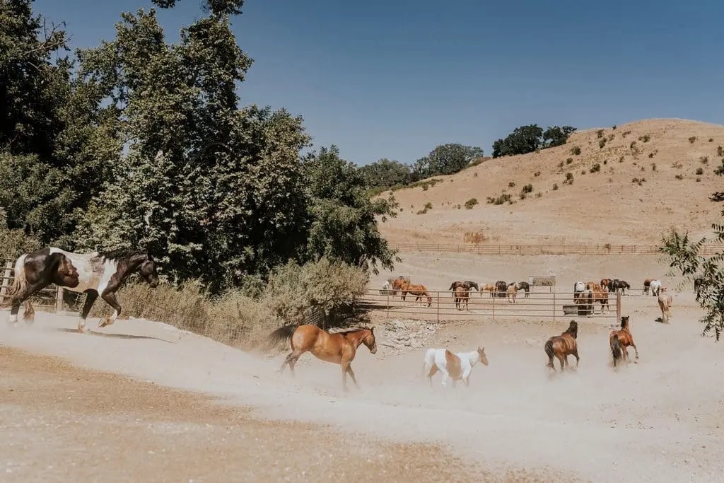 Working Ranch Activities